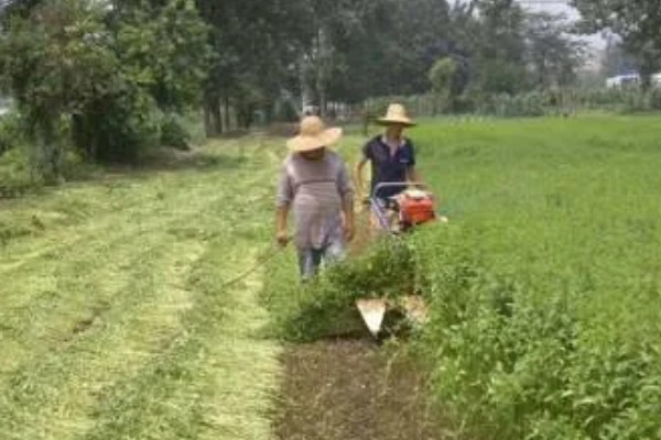 种植益母草的要点,春播需中耕除草3次