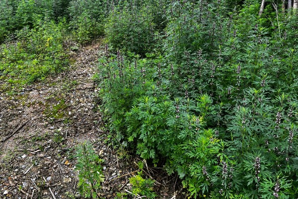 种植益母草的要点,春播需中耕除草3次