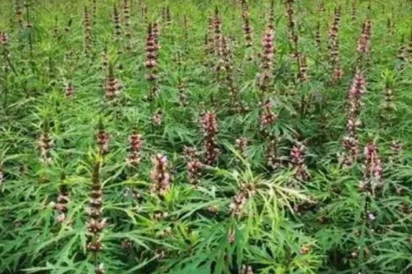 种植益母草的要点,春播需中耕除草3次