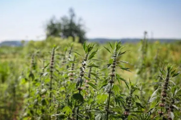 种植益母草的要点,春播需中耕除草3次