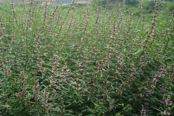 种植益母草的要点,春播需中耕除草3次