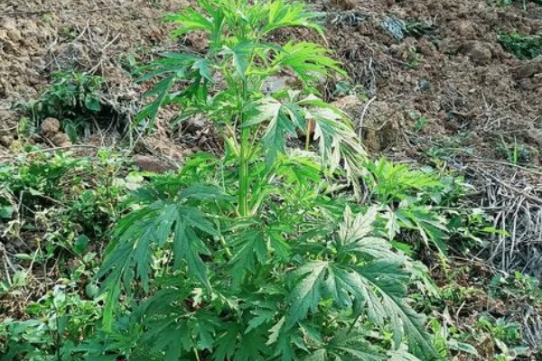 种植益母草的要点,春播需中耕除草3次