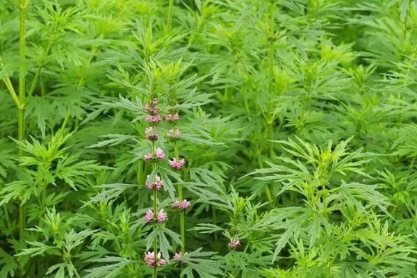 种植益母草的要点,春播需中耕除草3次