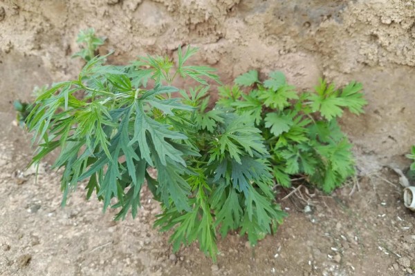 种植益母草的要点,春播需中耕除草3次