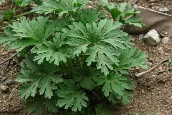 种植益母草的要点,春播需中耕除草3次