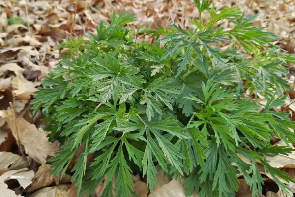 种植益母草的要点,春播需中耕除草3次