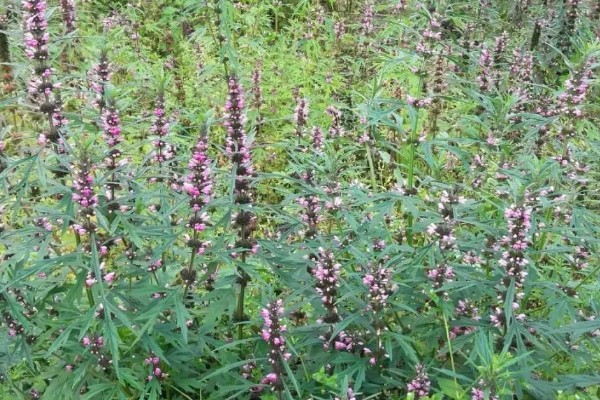 种植益母草的要点,春播需中耕除草3次