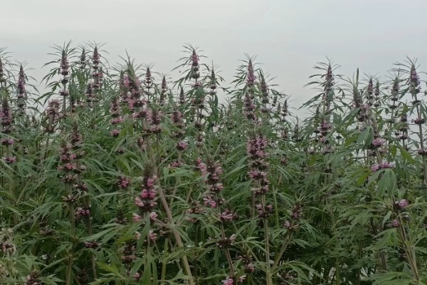 种植益母草的要点,春播需中耕除草3次