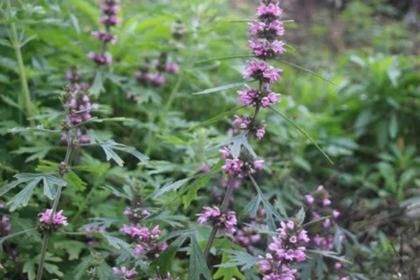 种植益母草的要点,春播需中耕除草3次