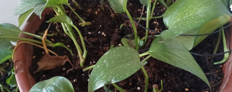 绿萝扦插后多久生根发芽，需半个月左右