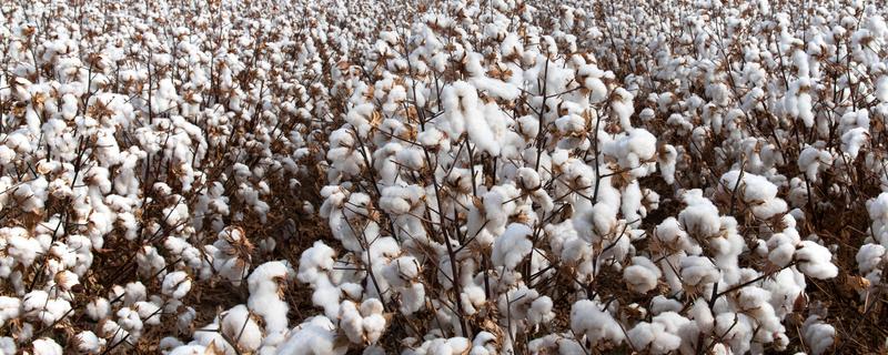 棉花的种类,常见的有树棉、草棉等
