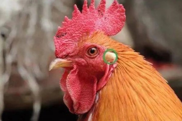 鸡的耳朵长在哪里，在眼睛后面、颈椎以上的位置