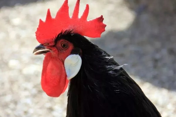 鸡的耳朵长在哪里，在眼睛后面、颈椎以上的位置