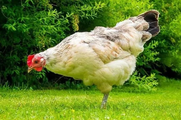 鸡的耳朵长在哪里，在眼睛后面、颈椎以上的位置