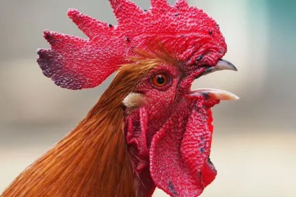 鸡的耳朵长在哪里，在眼睛后面、颈椎以上的位置