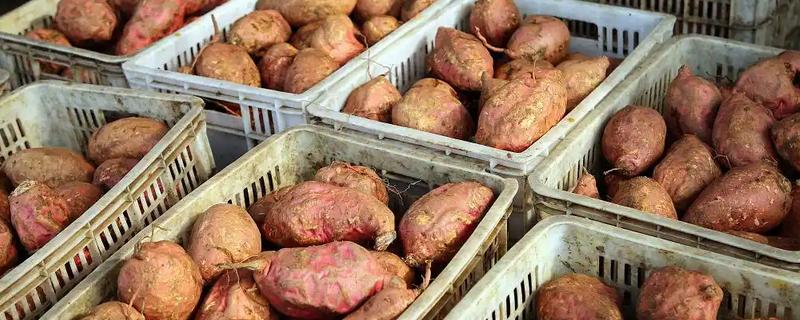 红薯种怎么保存，可放在室内或者井窖内储存