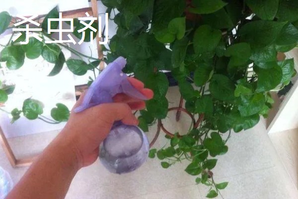 绿萝盆里的小黑飞虫如何处理,可以喷洒杀虫剂