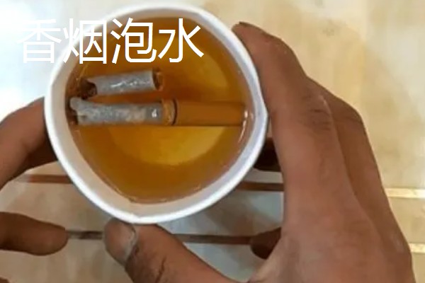 绿萝盆里的小黑飞虫如何处理,可以喷洒杀虫剂