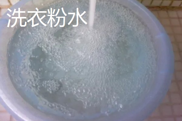 绿萝盆里的小黑飞虫如何处理,可以喷洒杀虫剂