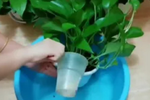 绿萝盆里的小黑飞虫如何处理,可以喷洒杀虫剂