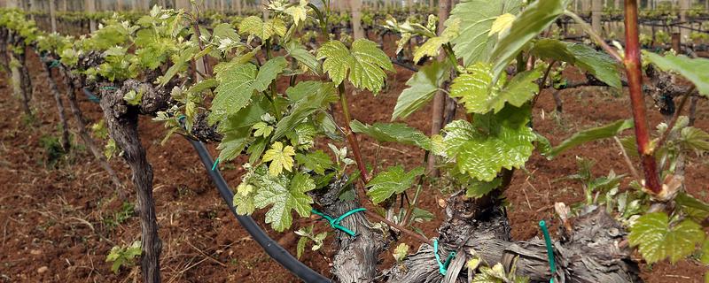 葡萄施基肥的注意事项,基肥一定要腐熟后施