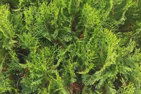 种柏子仁用什么土，一般选择中性土壤