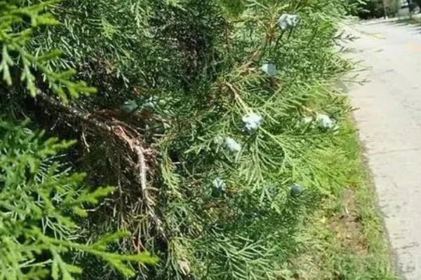 种柏子仁用什么土，一般选择中性土壤