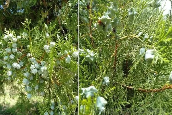 种柏子仁用什么土，一般选择中性土壤