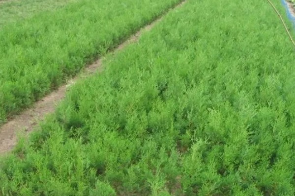 种柏子仁用什么土，一般选择中性土壤