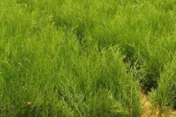 种柏子仁用什么土，一般选择中性土壤