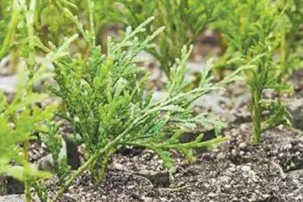 种柏子仁用什么土，一般选择中性土壤