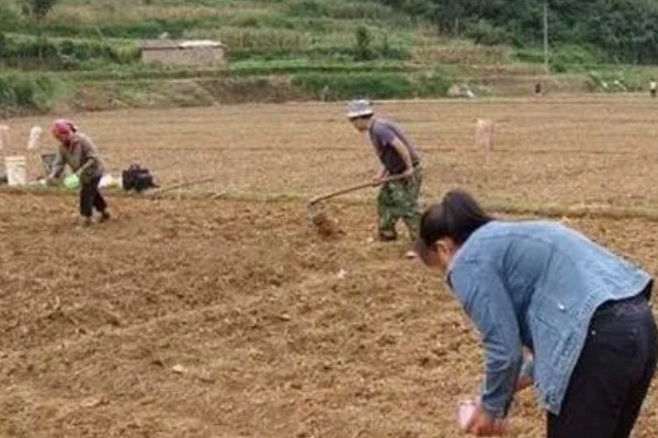 种柏子仁用什么土，一般选择中性土壤