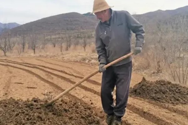 种柏子仁用什么土，一般选择中性土壤