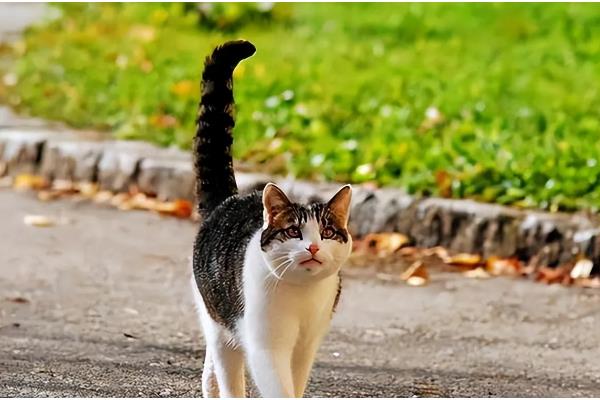 猫咪摇尾巴的原因，情绪发生变化时会摇尾