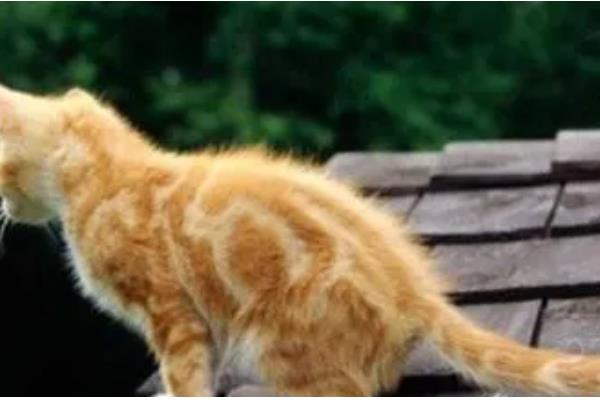 猫咪摇尾巴的原因，情绪发生变化时会摇尾