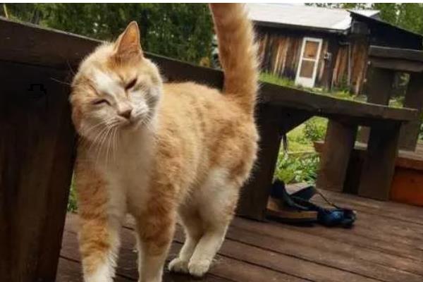 猫咪摇尾巴的原因，情绪发生变化时会摇尾