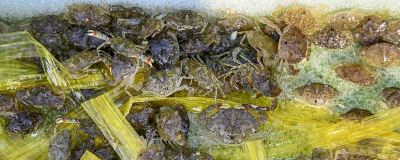 怎么养殖青蟹，适合在傍晚喂食