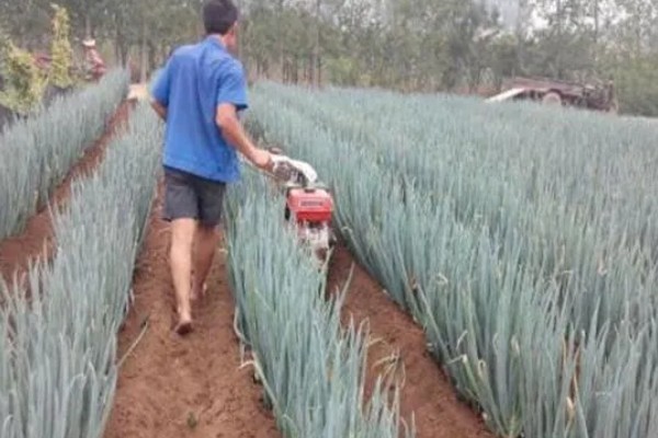 大葱的培土方法，长到30厘米左右可进行培土