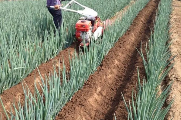 大葱的培土方法，长到30厘米左右可进行培土