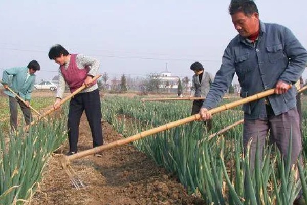 大葱的培土方法，长到30厘米左右可进行培土