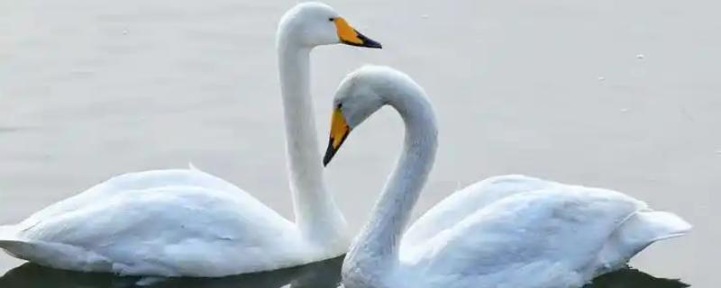 白鹅的简介，学名叫做大天鹅