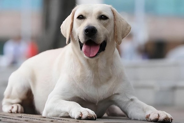 拉布拉多的性格优势，它的性格温顺友好
