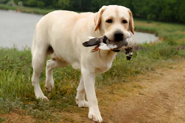 拉布拉多的性格优势，它的性格温顺友好