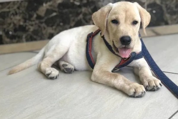 拉布拉多的性格优势，它的性格温顺友好