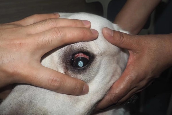 拉布拉多的性格优势，它的性格温顺友好