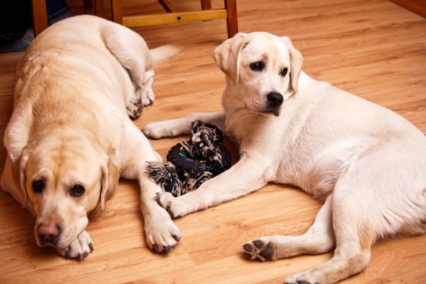 拉布拉多的性格优势，它的性格温顺友好