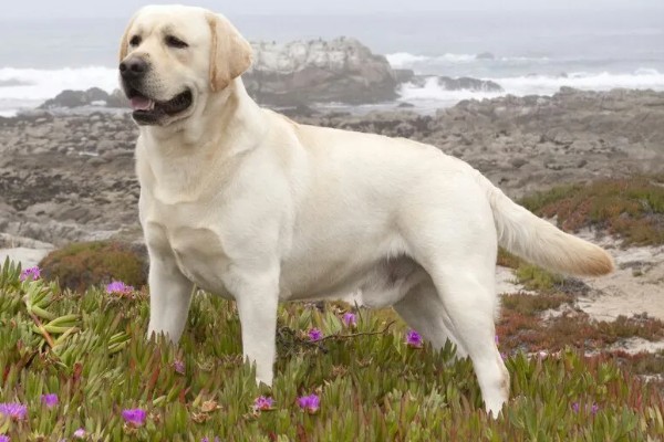 拉布拉多的性格优势，它的性格温顺友好