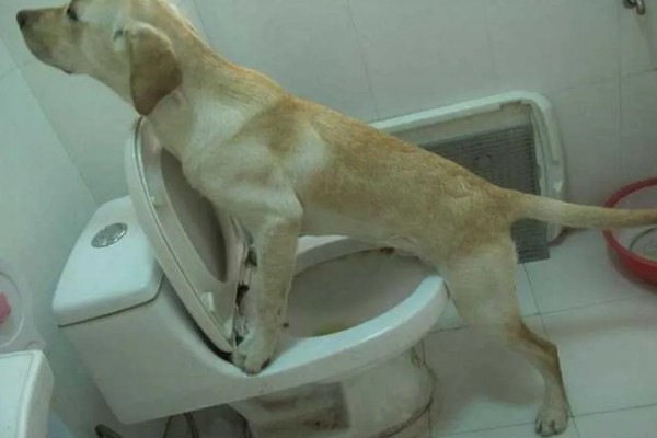 拉布拉多的性格优势，它的性格温顺友好