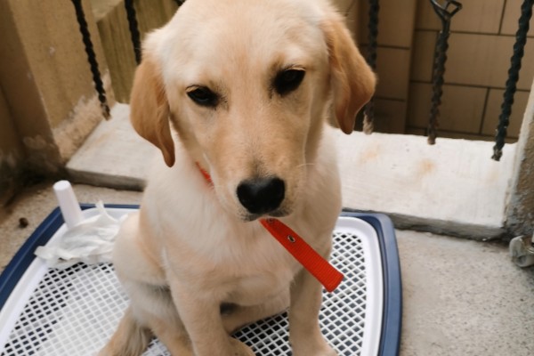 拉布拉多的性格优势，它的性格温顺友好