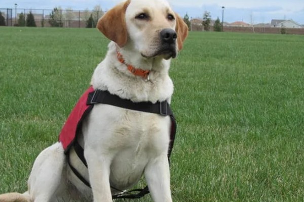 拉布拉多的性格优势，它的性格温顺友好